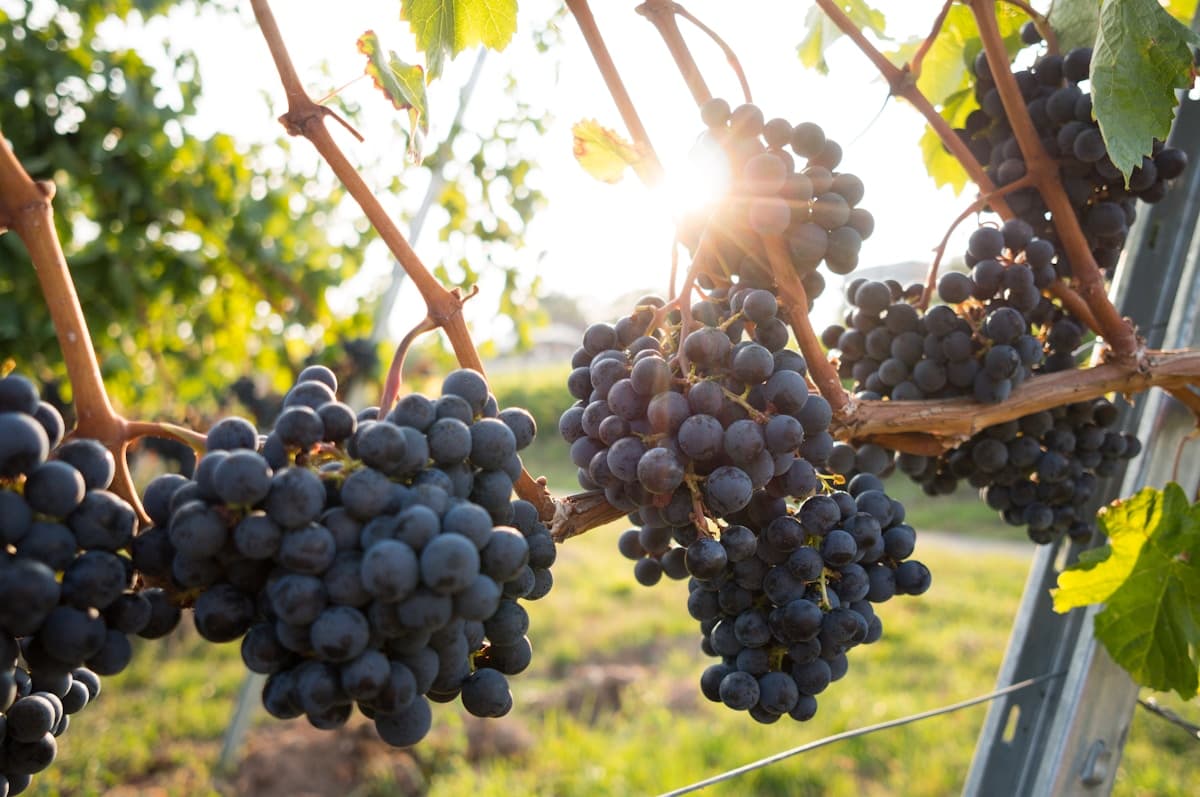 Red Grapes 1kg