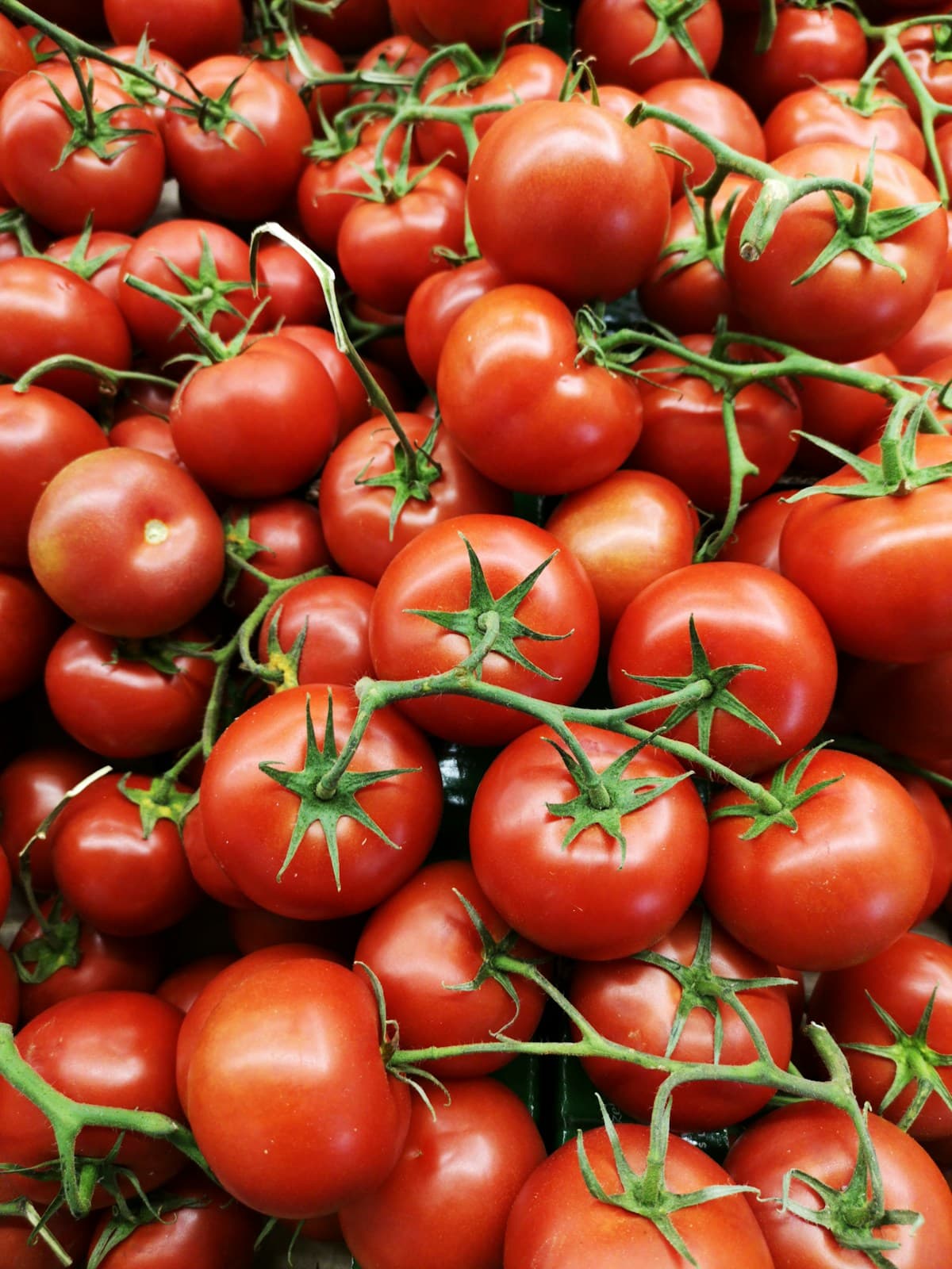Red Radish Pack