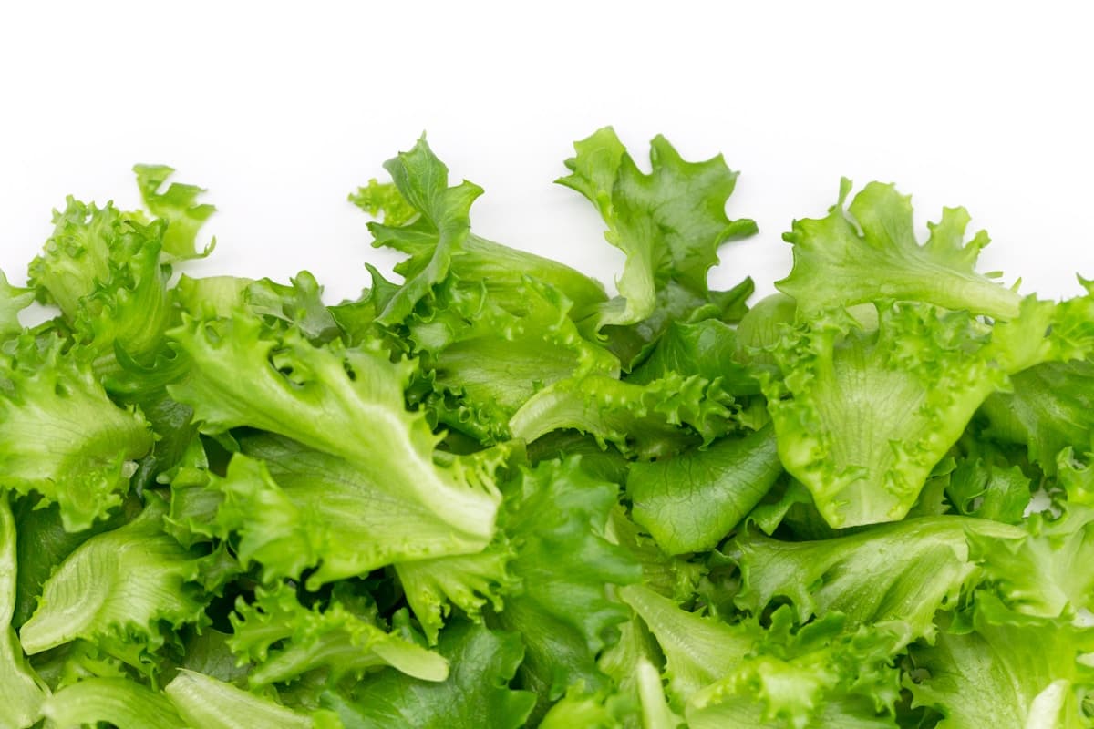 Romaine Hearts 3 Pack