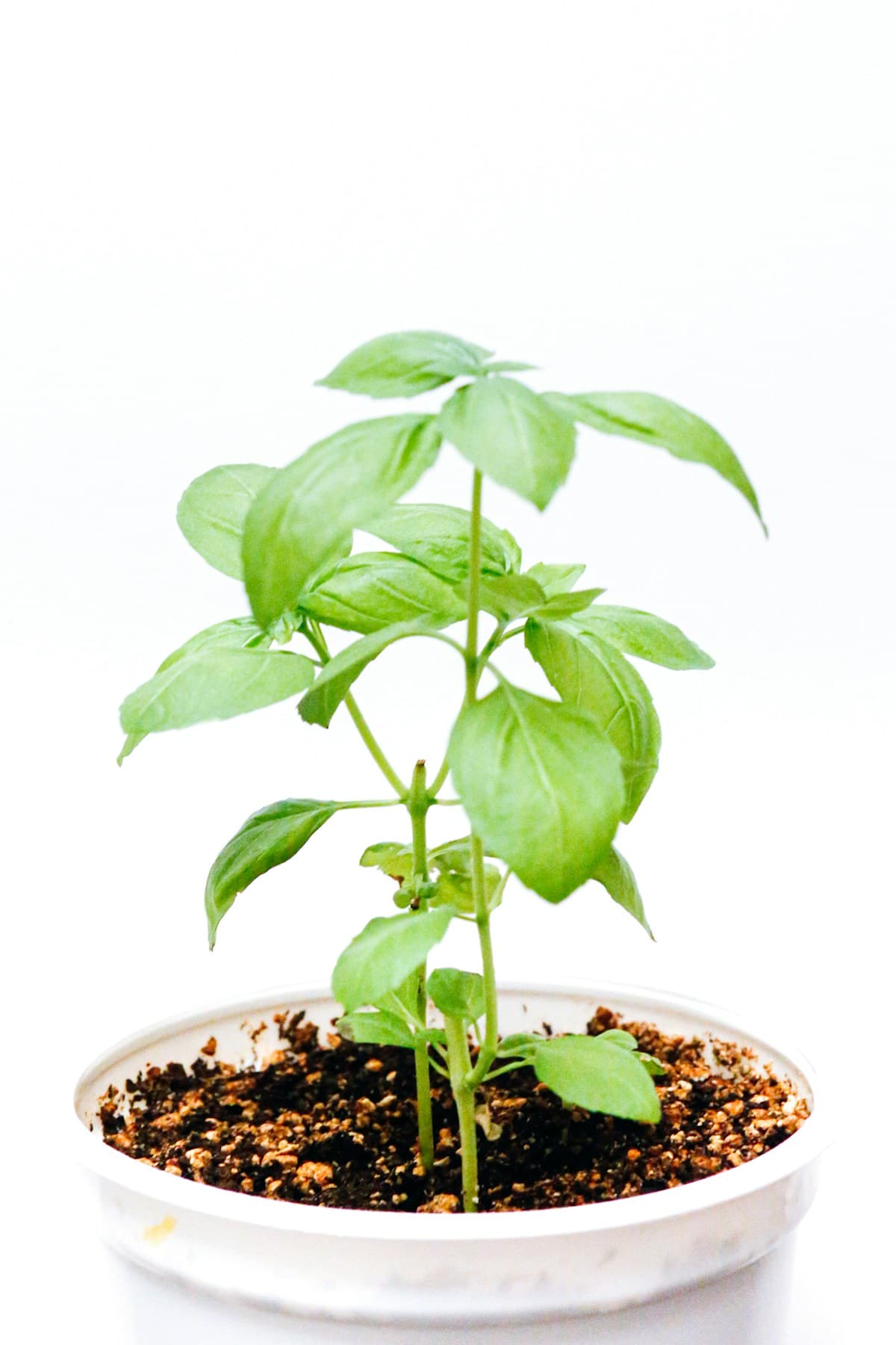 Sweet Basil Leaves